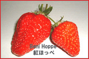 strawberry variety: benihope