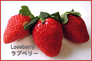 strawberry variety: loveberry
